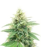 Banana Diesel feminized seeds