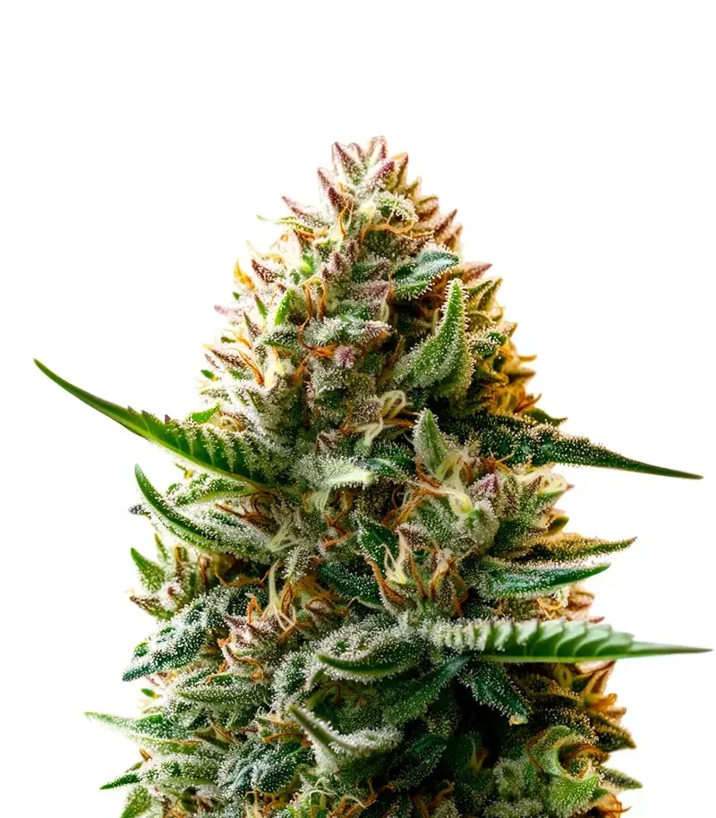 Ghost of NYC Seeds (Humboldt Seeds Organization)
