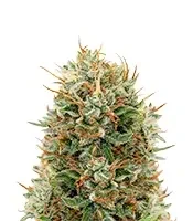 Semi femminizzati di Kaia Kush