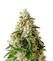 Semi Femminizzati Lemon Skunk