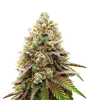 Raspberry Waffle CBD feminized seeds