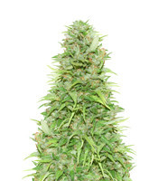 Kryptonite Feminized Seeds from Pyramid Seeds