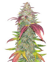 Sour Crack Auto feminized seeds