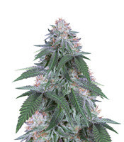 Velvet Octane feminized seeds