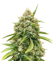Graines de cannabis Amnesia Autoflower (Seedstockers)