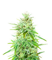 Blackwater feminisierte Samen (Original Sensible Seeds)