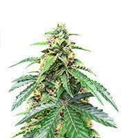 Roze Runtz Feminized Seeds (AlphaFem Seeds)