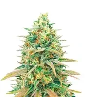 Blueberry Fast Version Feminized Seeds (Herbies Seeds USA)