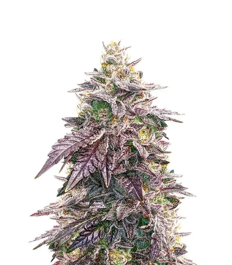 Candy Kush Seeds (Herbies Seeds)
