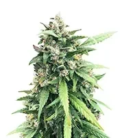 Flowerbomb Kush Seeds