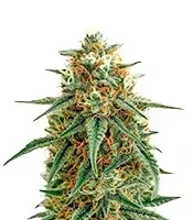 Mango Seeds (Blimburn Seeds)