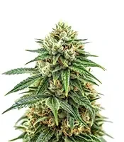 Mendocino Chanel Kush feminized seeds