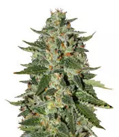 Graines de cannabis Midas regular (Rare Dankness Seeds)