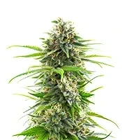 Super OG Kush Seeds