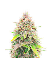 Peanut Butter Breath Feminized Seeds (Herbies Seeds USA)