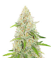 Special Queen #1 feminized seeds