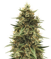 Graines de cannabis CBD 1:1 Silver Lime Haze Autoflower (Seedstockers)
