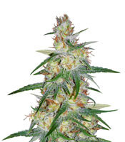 Graines de cannabis Skunk Haze Regular (Mr. Nice Seedbank)