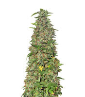 THC Pro feminized seeds