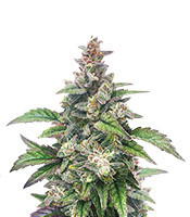 Chocolopez feminized seeds