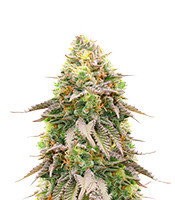 Sementes Feminizadas de Girl Scout Cookies (Barney's Farm)