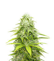 OG Kush x Diesel (Herbies Seeds)