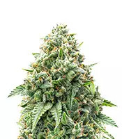Bubba Kush Feminized Seeds (Herbies Seeds USA)
