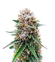 Elephant Auto Seeds