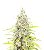Grimm Mix regular (Brothers Grimm Seeds)