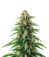 Maui Waui Seeds