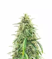 Pineapple Runtz Auto Feminized Seeds (Ethos Genetics)