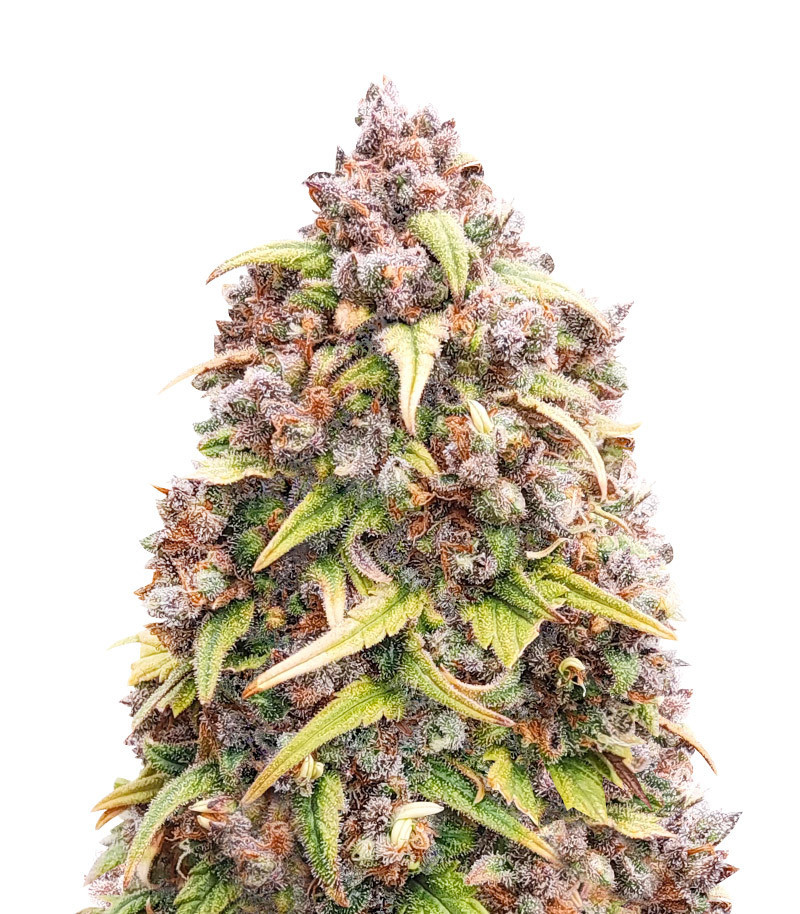 Blueberry Auto Feminized Seeds (Herbies Seeds USA)