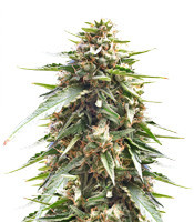 DJ’s Gold feminized seeds