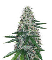 Western Winds (Kali Mist) feminized seeds