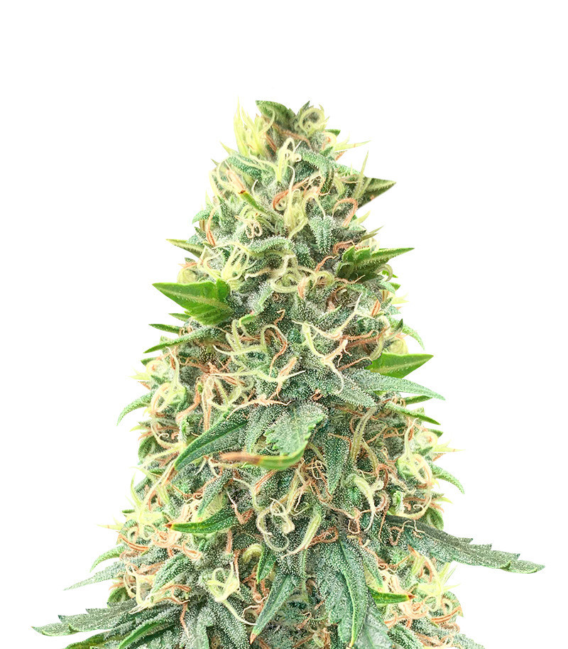 Big Bud Fast Version (Herbies Seeds)