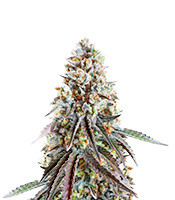 Bruce Banner (Herbies Seeds)