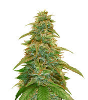 Gorilla Glue Auto (Auto Seeds) Cannabis-Samen