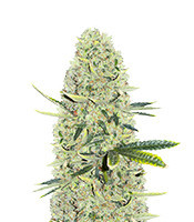 Kali Banner Feminized Seeds (AlphaFem Seeds)