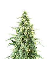 NY Diesel (Herbies Seeds)