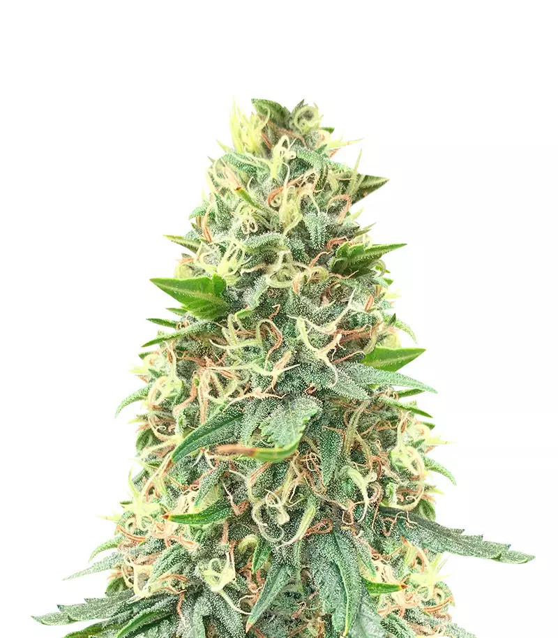 Big Bud Fast Version