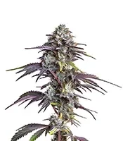 Blackberry Moonrocks Seeds