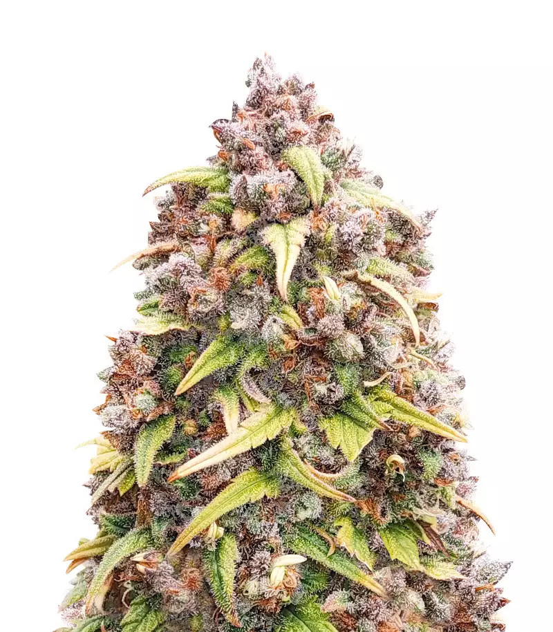 Blueberry Auto