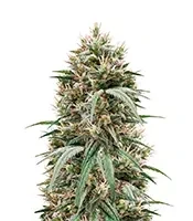Blueberry Hill Seeds (Herbies Seeds)