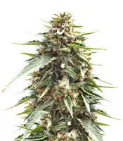 DJ’s Gold (DNA Genetics)