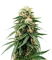 Durban Dew Seeds