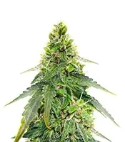 Gorilla Purple Seeds (EGS)