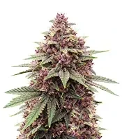 Granddaddy Purple Seeds