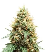 King's Juice Auto Seeds