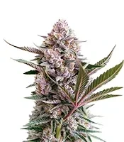 Lemon Tree Auto Seeds (Fast Buds)