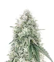 Semi Femminizzati Mac N' Jack R1 (Ethos Genetics)